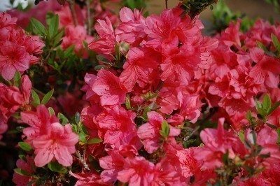 azalea