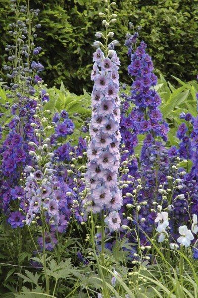 delphinium plant