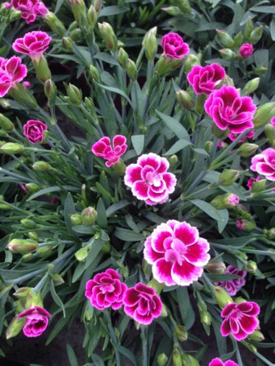 dianthus plant