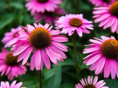 purple coneflower