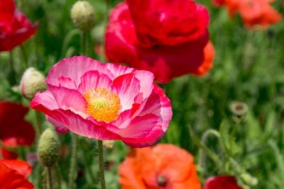 poppy flowers